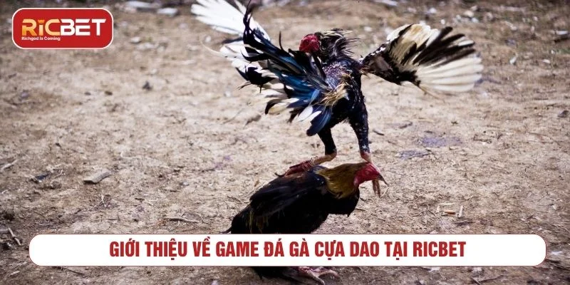 Đá gà cựa dao RICBET - Đỉnh cao kịch tính và chiến thuật Đá gà cựa dao là trò chơi được yêu thích tại cổng game
