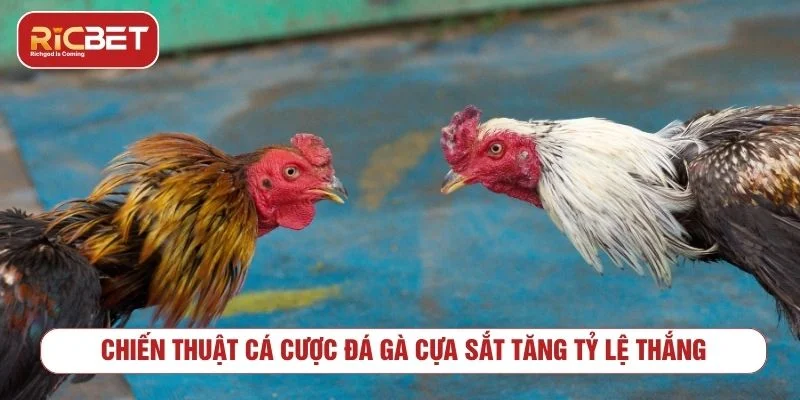 Người chơi cần quản lý vốn cược hợp lý khi cược đá gà cựa sắt