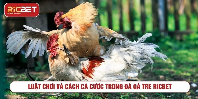 Trải Nghiệm Đấu Trường Đá Gà Tre RICBET Kịch Tính Tìm hiểu luật chơi trước khi tham gia cược đá gà tre trực tuyến